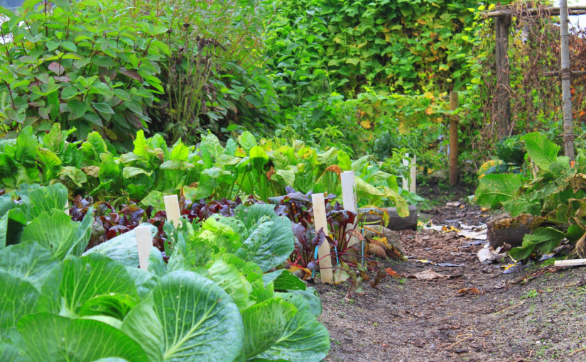 Tips on How to Grow Food in your Backyard